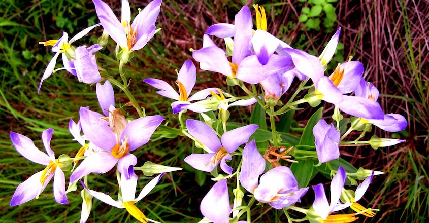 kannanthali-flower kannanthali-flower