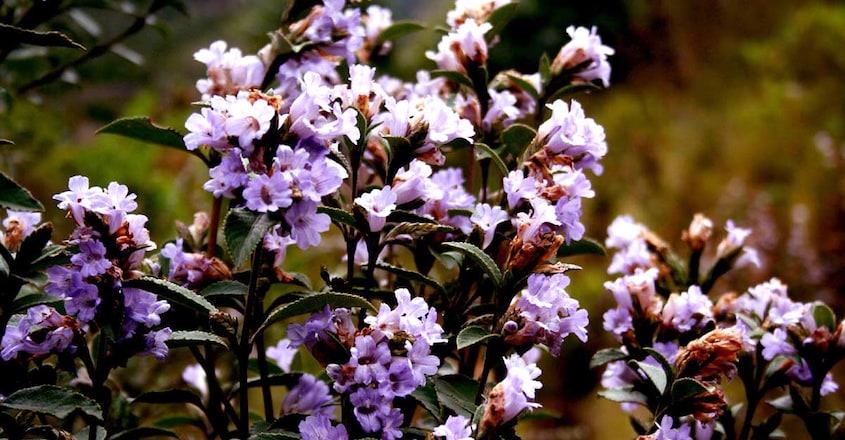 neelakkurinji-flower neelakkurinji-flower
