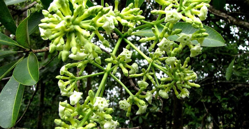 paalappoov-flower paalappoov-flower