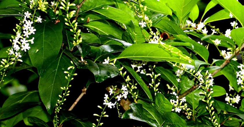 paarijatham-flower paarijatham-flower
