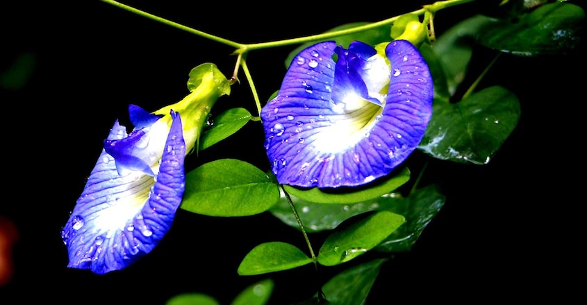 shamghupushpam-flower shamghupushpam-flower