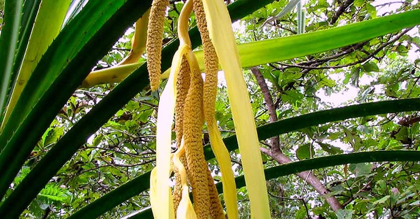 thazhamboo-flower thazhamboo-flower