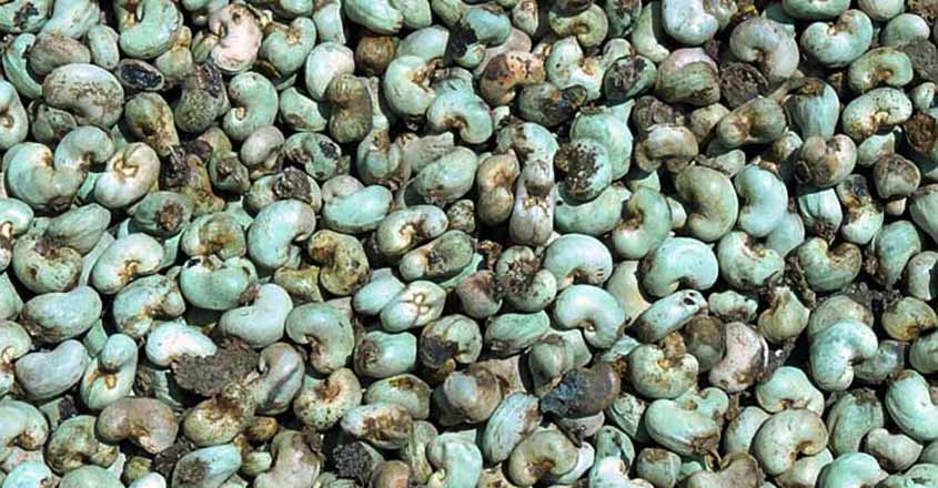 cashew cashew