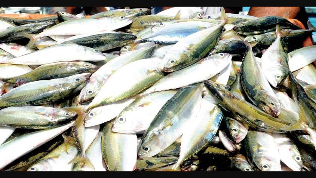 mackerel fish in malayalam