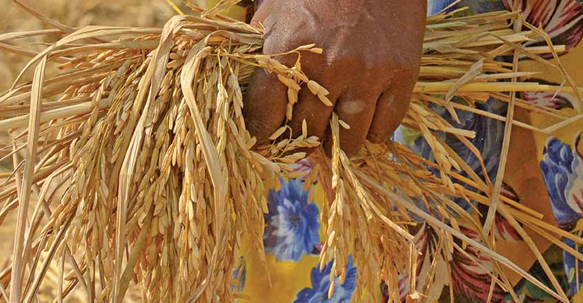 INDIA-ECONOMY-AGRICULTURE INDIA-ECONOMY-AGRICULTURE