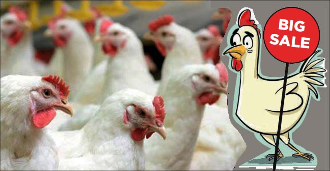 chicken-price chicken-price