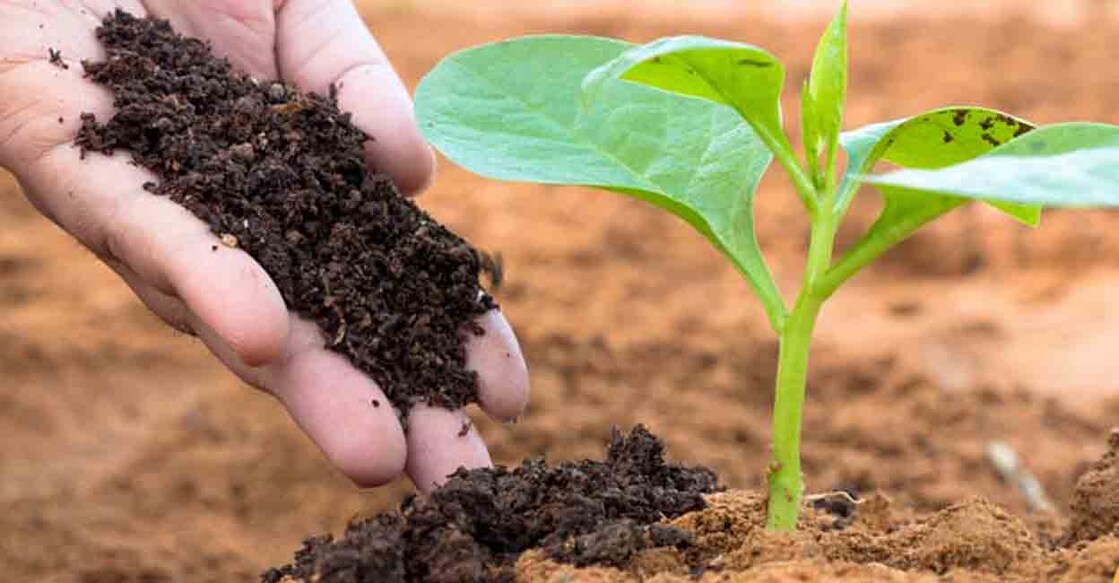 compost