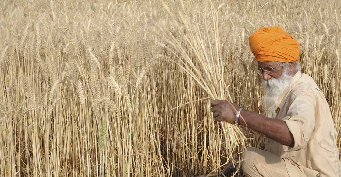 INDIA-AGRICULTURE-WHEAT