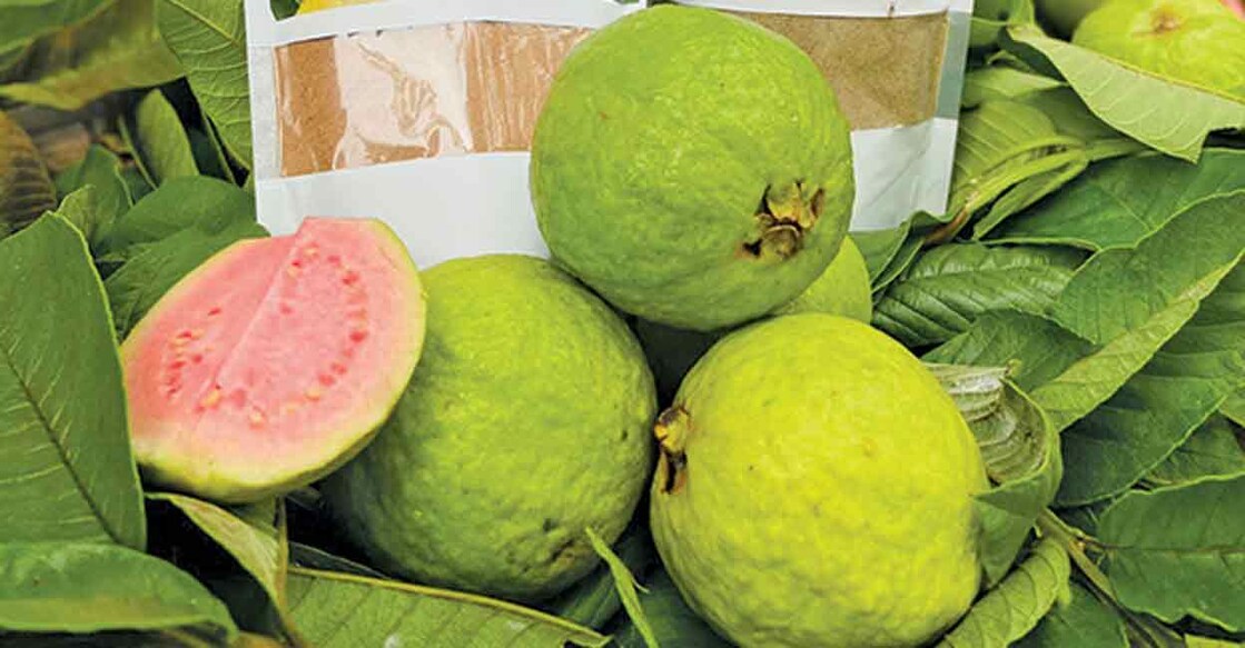 പേരെടുക്കാൻ പേരയ്ക്കാ ചായ Guava tea Manorama News Manorama Online