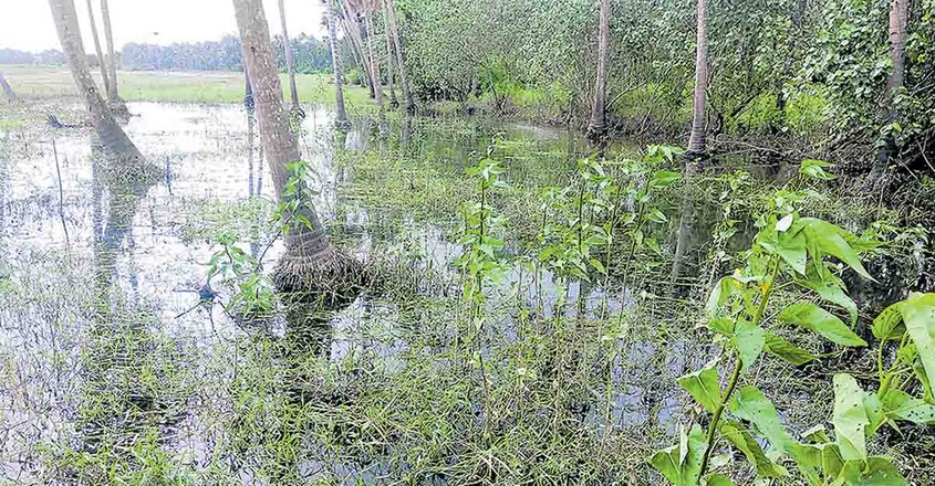 parappookkara parappookkara