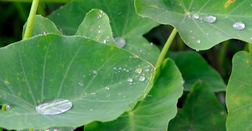 water-drops water-drops