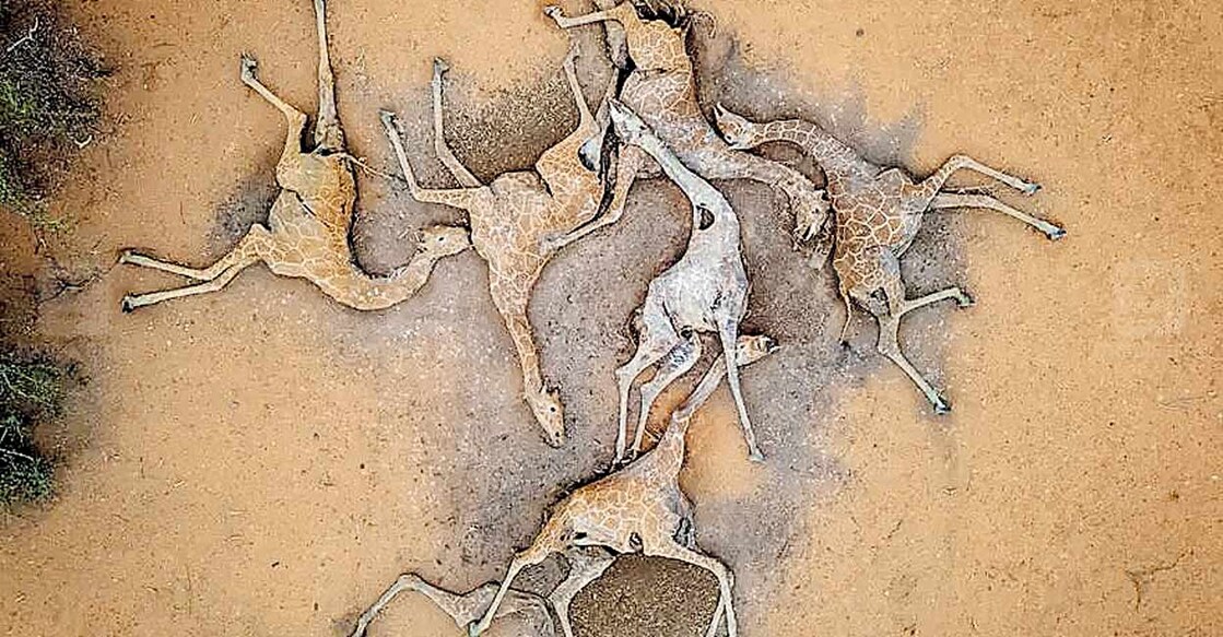 giraffe തുള്ളിയില്ല ജീവൻ: കെനിയയിലെ വാജിർ പ്രവിശ്യയിൽ വെള്ളം കിട്ടാതെ ചത്തുവീണ ആറു ജിറാഫുകളുടെ ജഡം. ഇവിടെയുണ്ടായിരുന്ന ജലസംഭരണിയിൽ വെള്ളം തേടിയെത്തിയതായിരുന്നു ഇവ. എന്നാൽ വറ്റിവരണ്ട സംഭരണിയിൽ നിന്ന് ഒരുതുള്ളി വെള്ളം പോലും കിട്ടാതെ വന്നതോടെ അവ അവിടെത്തന്നെ ചത്തു വീണു. കിഴക്കൻ ആഫ്രിക്കൻ പ്രദേശങ്ങളിൽ കഴിഞ്ഞ വർഷം 30 ശതമാനം കുറവു മഴയാണു ലഭിച്ചത്. ചിത്രം: ഗെറ്റി ഇമേജസ് ( ഫയൽചിത്രം)