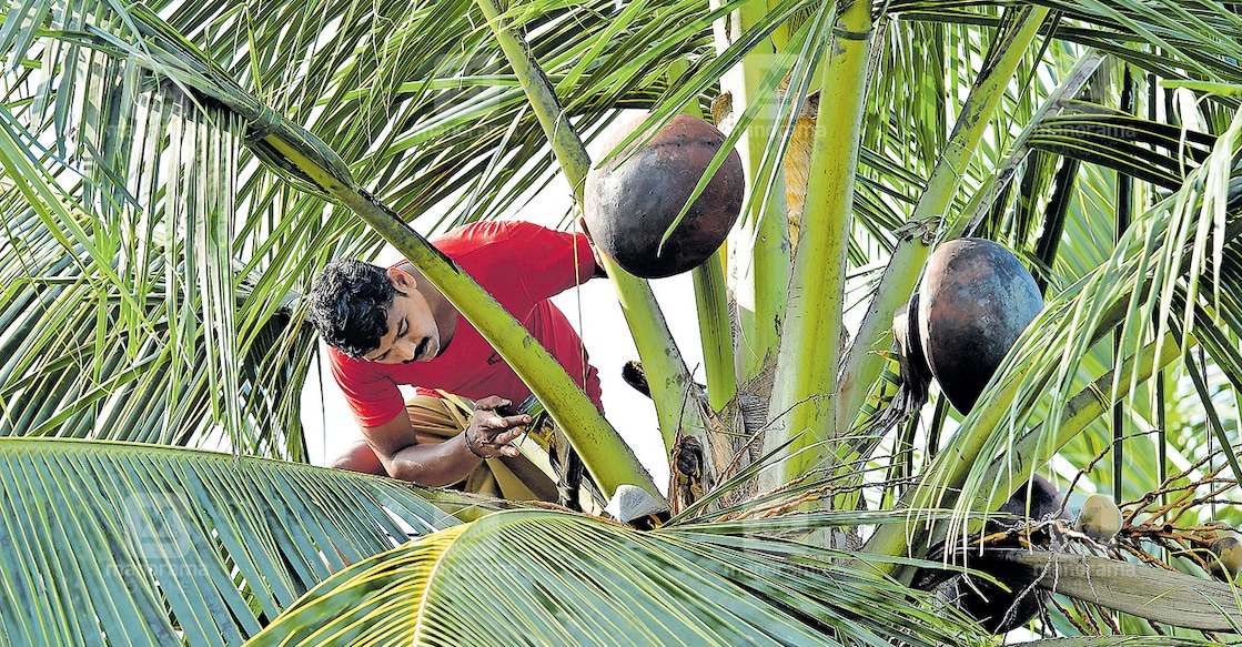 പാലക്കാട് കൊഴിഞ്ഞാമ്പാറ വണ്ണാമടയിലെ തെങ്ങിൻതോപ്പിൽ കള്ളു ചെത്തുന്ന തൊഴിലാളി. ചിത്രം: ജിൻസ് മൈക്കിൾ ∙ മനോരമ