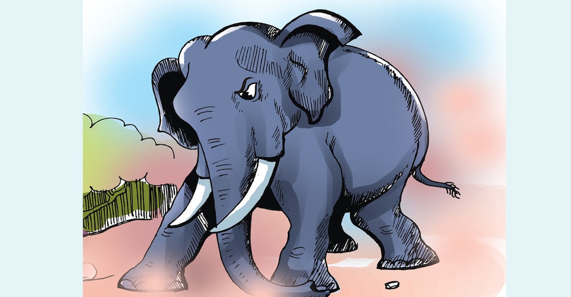 elephant