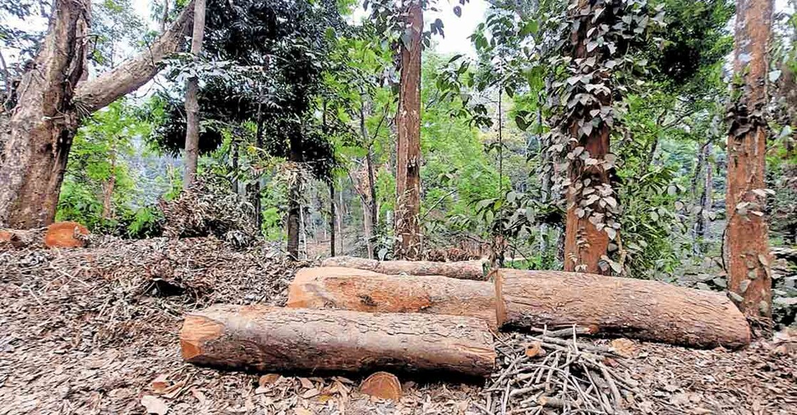 suganthagiri വയനാട് സുഗന്ധഗിരിയിൽ വെട്ടിയിട്ട മരങ്ങൾ