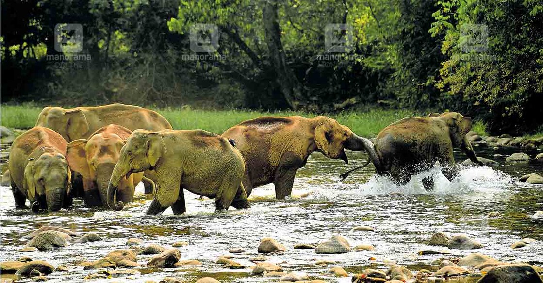 ഇടുക്കി അടിമാലിക്കടുത്ത ആനക്കുളത്ത് ഓരുവെള്ളം കുടിക്കാനെത്തിയ കാട്ടാനകൾ. ഇതുകാണാൻ ഒട്ടേറെപ്പേരാണ് എത്താറുള്ളത്. ഇത്തവണ ചൂടു കനത്തതോടെ മൂന്നാർ, മാങ്കുളം ആനക്കുളം തുടങ്ങിയ മേഖലകളിൽ സഞ്ചാരികൾ പതിവിലും കുറവാണ്. ചിത്രം:മനോരമ
