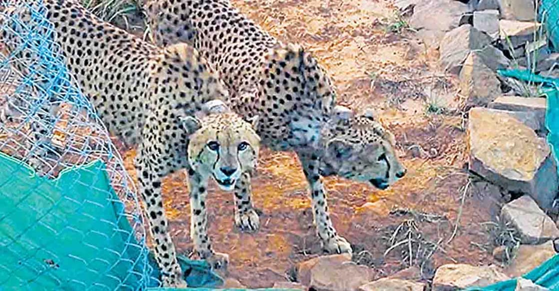 **EDS: SCREENGRAB FROM TWITTER VIDEO VIA @narendramodi ON SUNDAY, NOV. 6, 2022** Sheopur: 2 cheetahs being released to a bigger enclosure for further adaptation to the habitat after the mandatory quarantine, at Kuno National Park, in Sheopur district. (PTI Photo)(PTI11_06_2022_000055A)