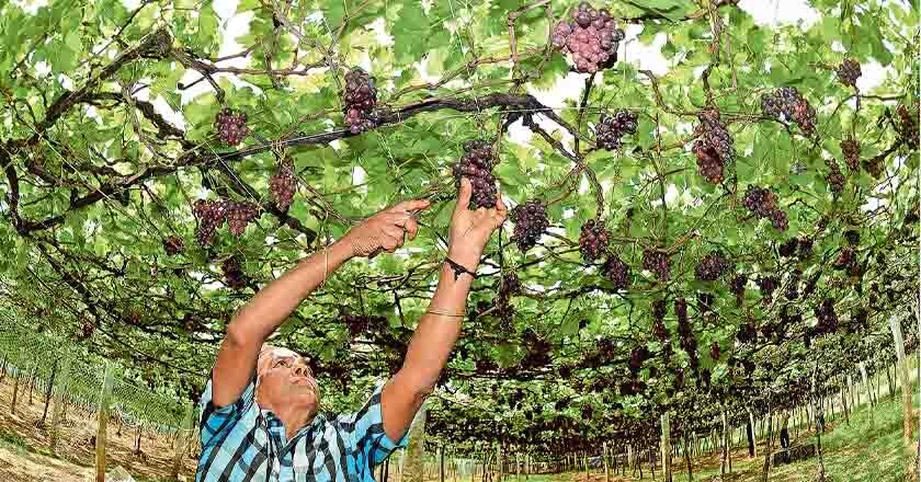 grape grape