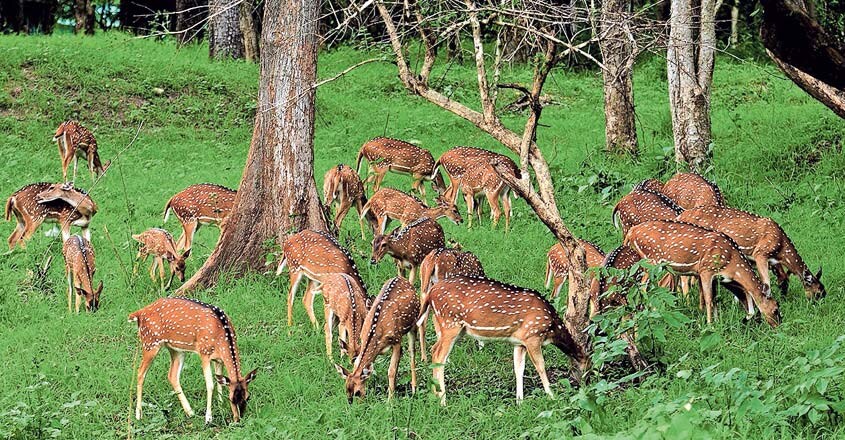 deer deer