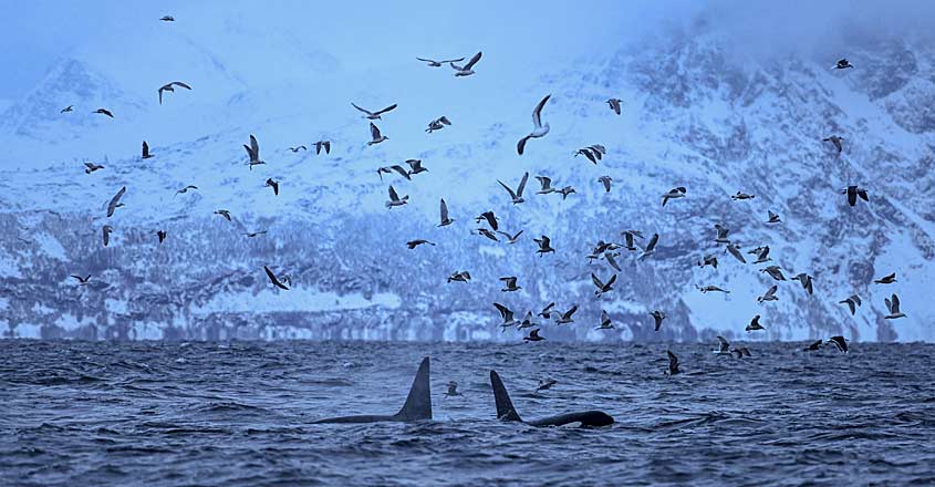 NORWAY-ARCTIC-ENVIRONMENT-Whale NORWAY-ARCTIC-ENVIRONMENT-Whale