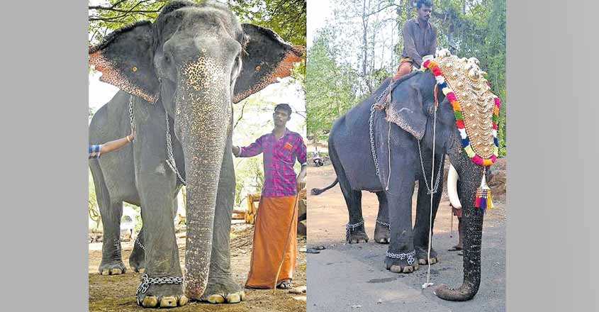 elephant-2 elephant-2