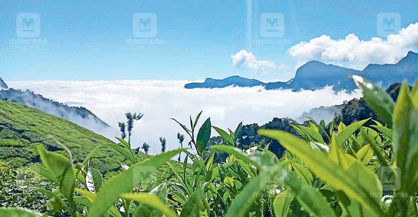 munnar-cold munnar-cold