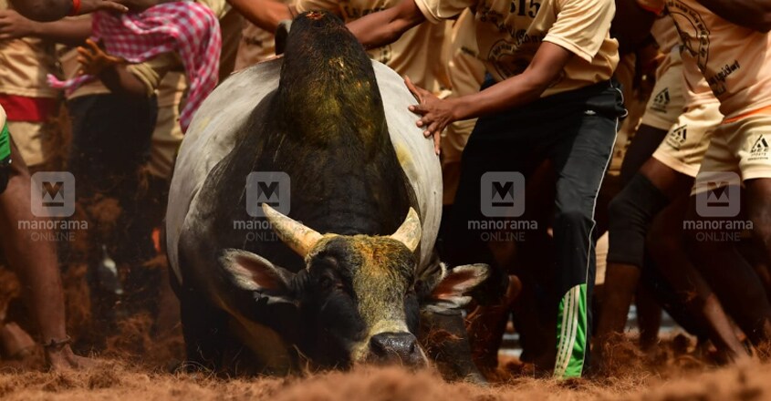 Palamedu-Jallikattu Palamedu-Jallikattu