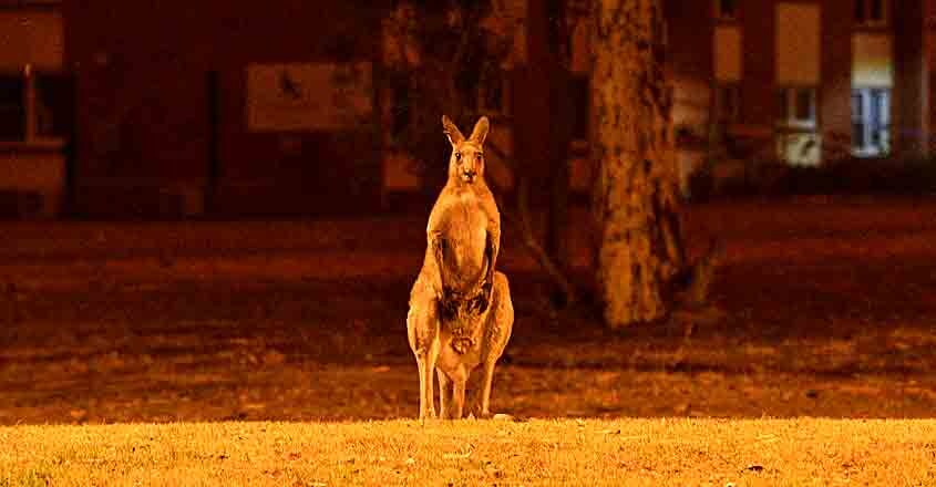 Australia Fire Australia Fire