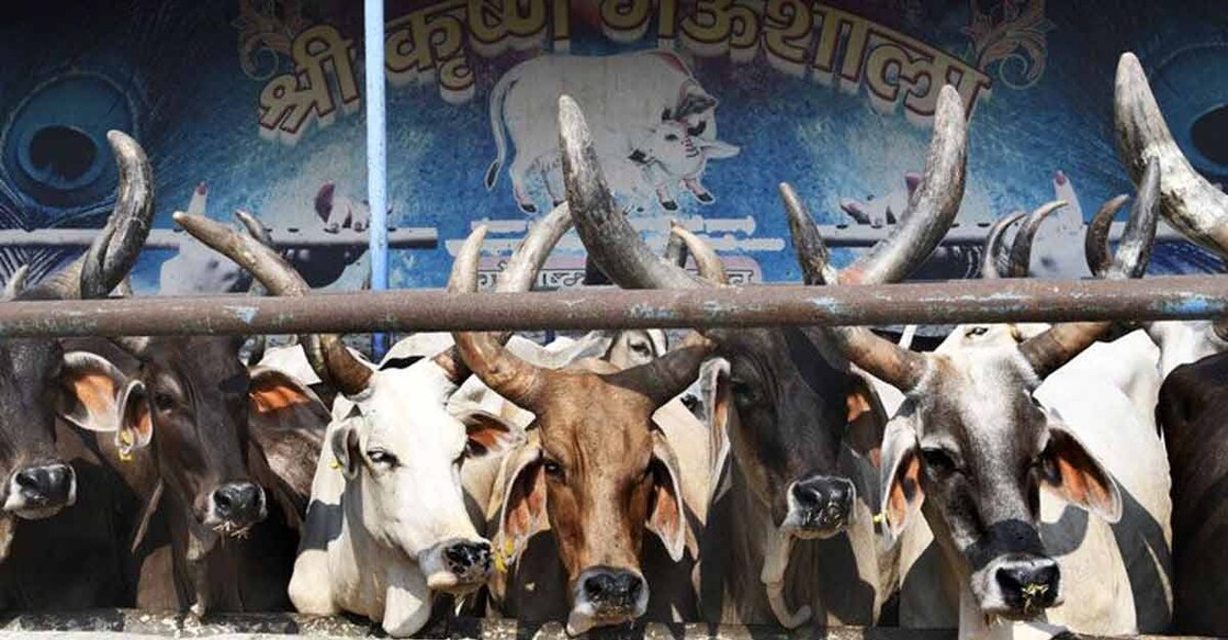 cow-slaughter-2-1200
