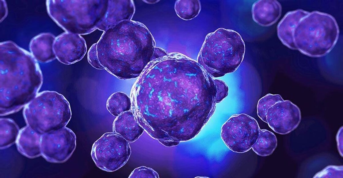 bacteria bacteria