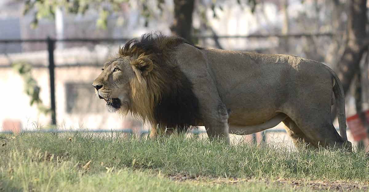 Reliance to set up world’s largest zoo in Gujarat  Reliance |  Largest Zoo |  Gujarat