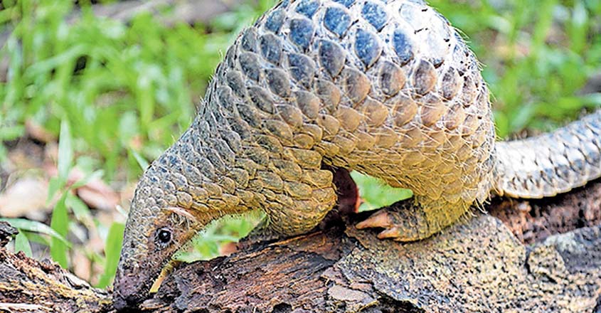 pangolin pangolin