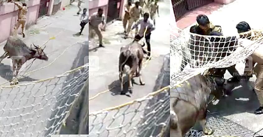 kaloor-jallikattu kaloor-jallikattu