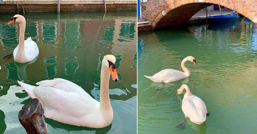 swan-venice swan-venice