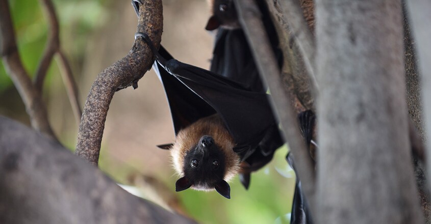 INDIA-WEATHER-ANIMAL-BATS INDIA-WEATHER-ANIMAL-BATS