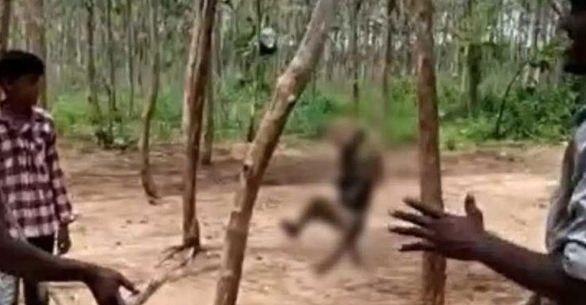 monkey-hanged-to-death-telangana monkey-hanged-to-death-telangana