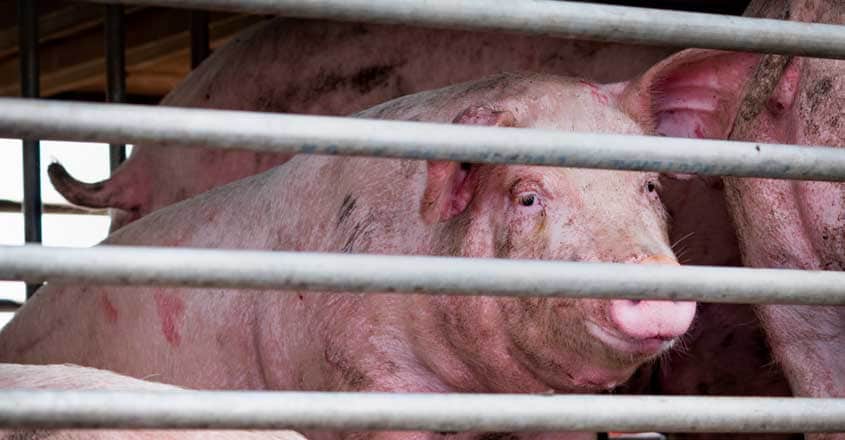 pigs pigs