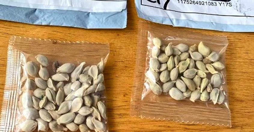 us-china-seeds-mystery-1 us-china-seeds-mystery-1