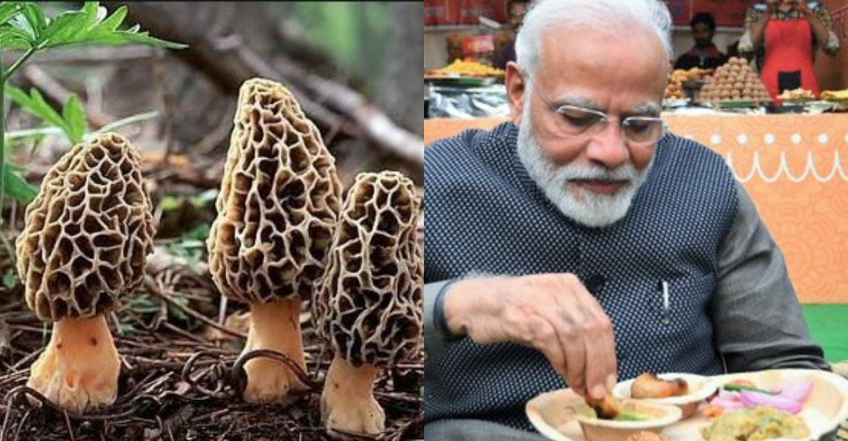 കിലോയ്ക്ക് വില 40,000 രൂപ, മോദിക്ക് കഴിക്കാൻ ‘അദ്ഭുത’ കൂണുകൾ Modi