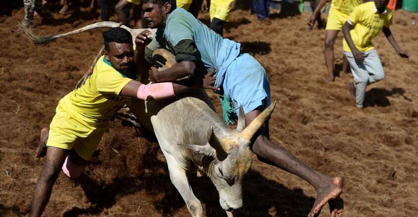 Jallikattu Jallikattu