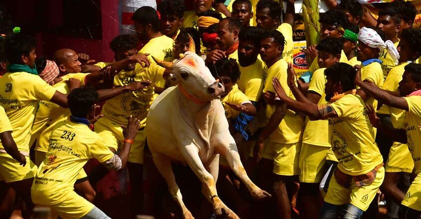 Jallikattu Jallikattu