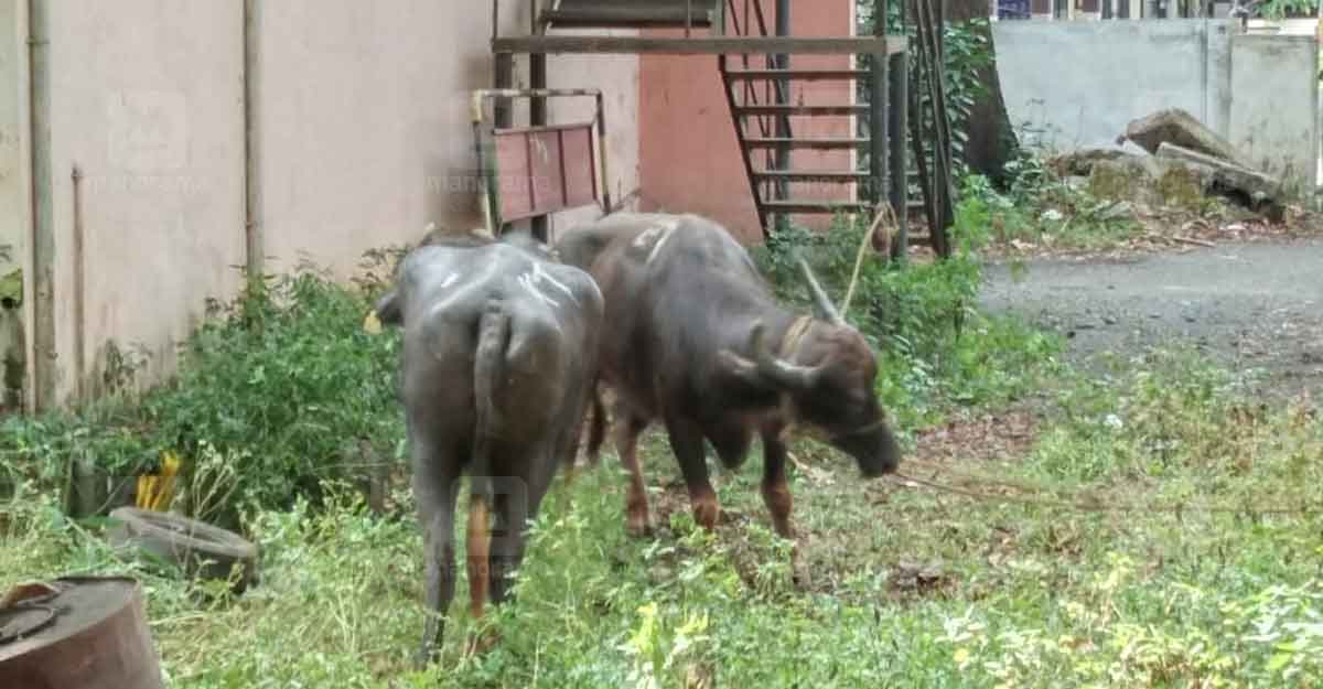 അങ്കമാലിയിൽ പോത്ത് വിരണ്ടു, എരുമ വന്ന് അനുനയിപ്പിച്ച് വരുതിയിലാക്കി ...