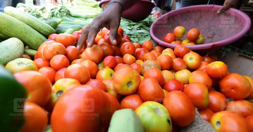 tomato-2 tomato-2