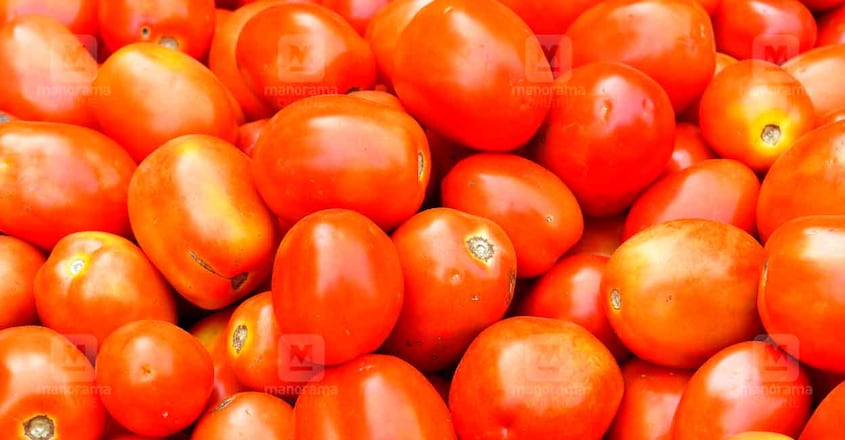 tomato-3 tomato-3