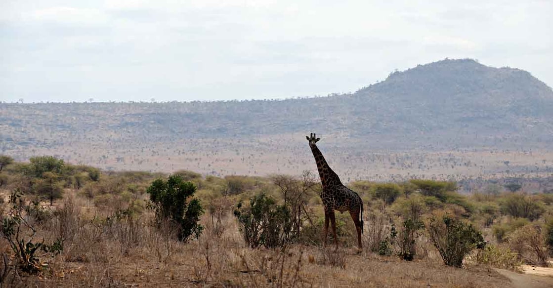 TO GO WITH AFP STORY BY FRANCOIS AUSSEILL --- A giraffe stands tall in the dry plains of Tsavo West National Park, in southern Kenya on August 20, 2009. Kenya's persistant and bruising drought is having a serious impact on the country's wildlife, one of its main tourist attractions, obliging the Kenya Wildlife Service (KWS) to feed hippos to keep them alive. AFP PHOTO/Roberto SCHMIDT (Photo by Roberto SCHMIDT / AFP)