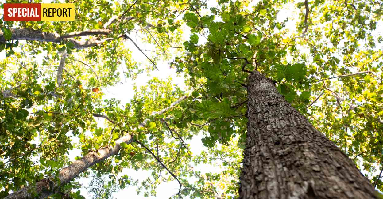 മരമൊന്നിന് 15 ലക്ഷം Teak, Rosewood are attracting Malayali buyers