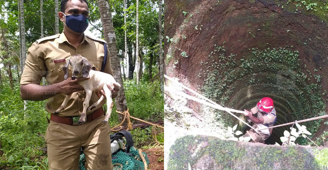 ആട്ടിൻകുട്ടി 60 അടി താഴ്ചയുള്ള കിണറ്റിൽ വീണു; രക്ഷിച്ച് ഫയർഫോഴ്സ് ...