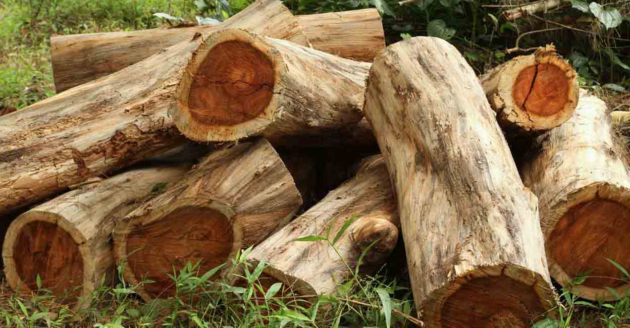 Sugar application of woodworking group |  Wood smuggling