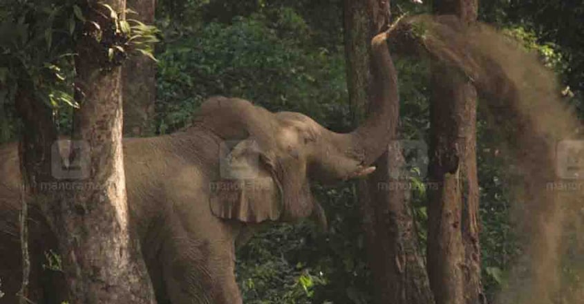 Munderi wild elephant Munderi wild elephant