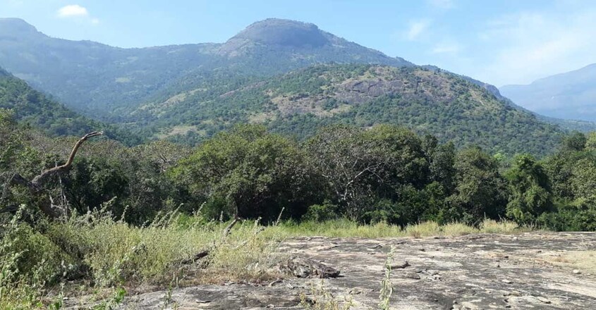 sandalwood-forest sandalwood-forest